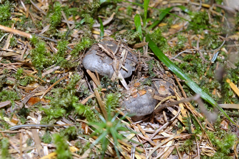 Finalmente li ho trovati.